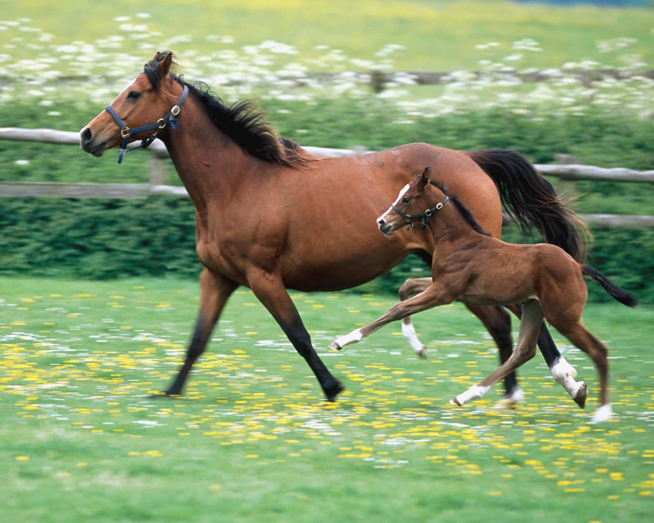 horse-mom-and-baby_1280x1024_2956.jpg?width=500