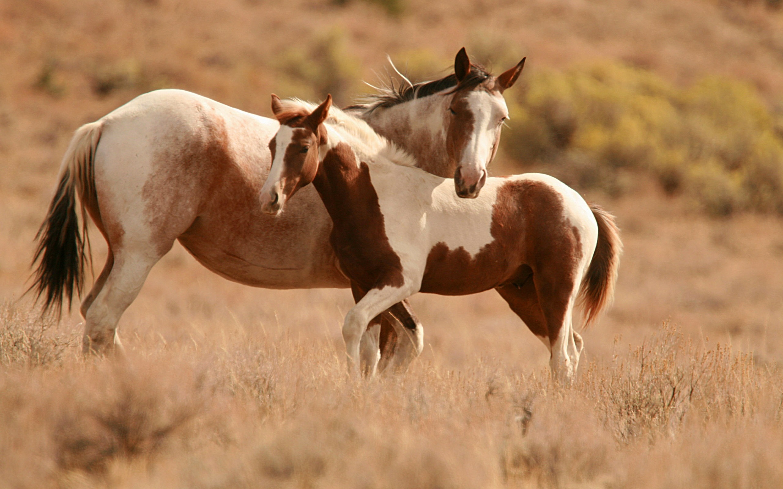 Horse Desktop Wallpaper Wallpapers HD Wallpapers 88705