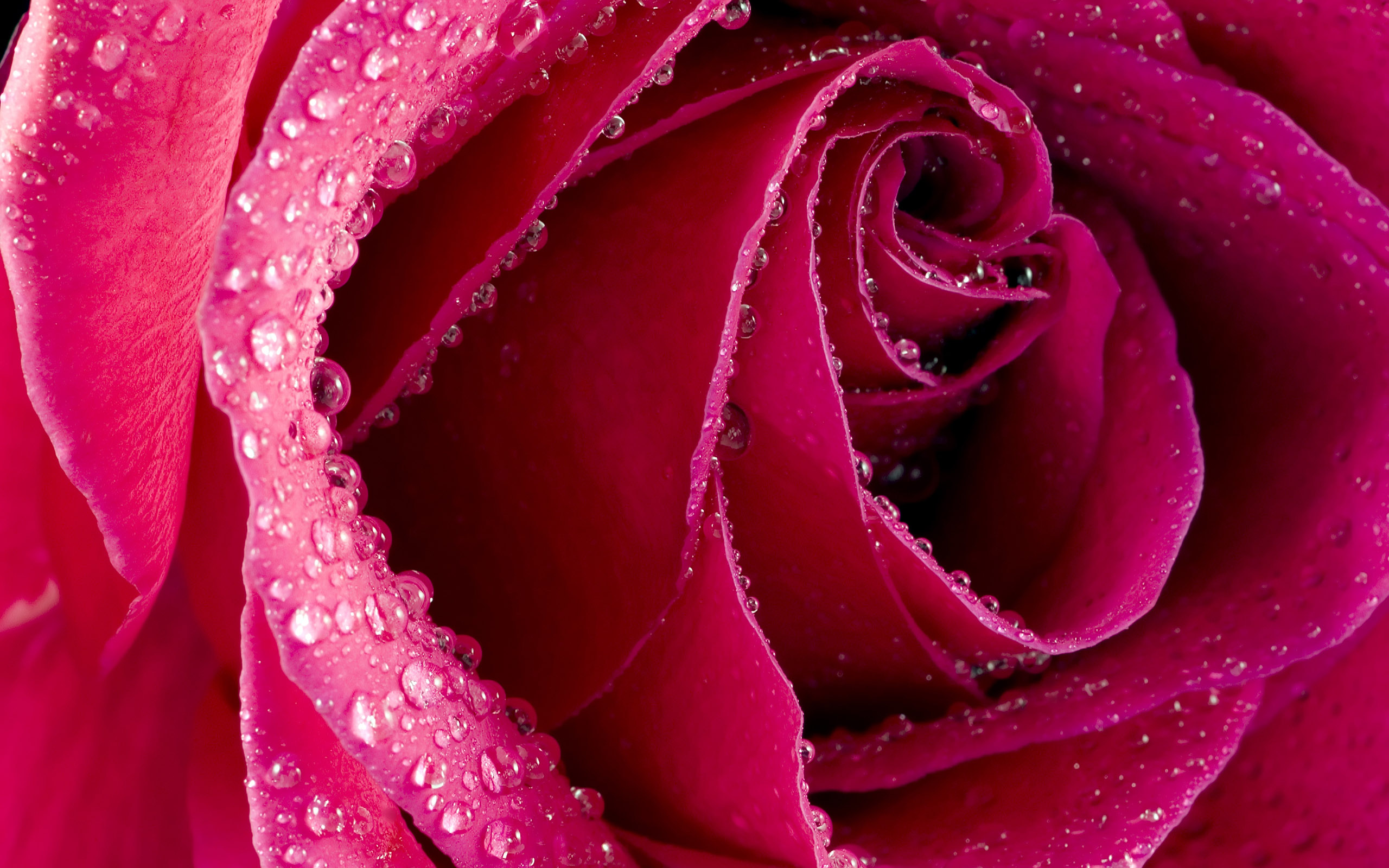 Rose flower wallpaper free Wallpapers - HD Wallpapers 83155