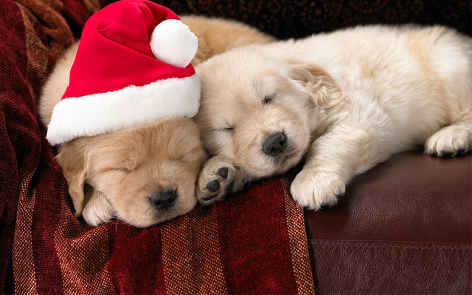 Free Cute Little Christmas Puppies wallpaper Wallpapers - HD