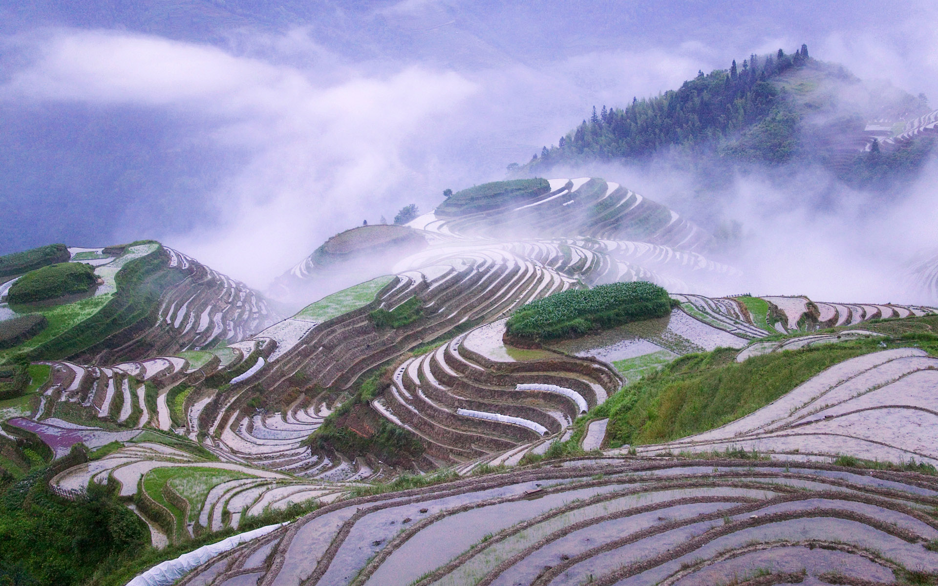china wallpaper rice-terraces-in-ear