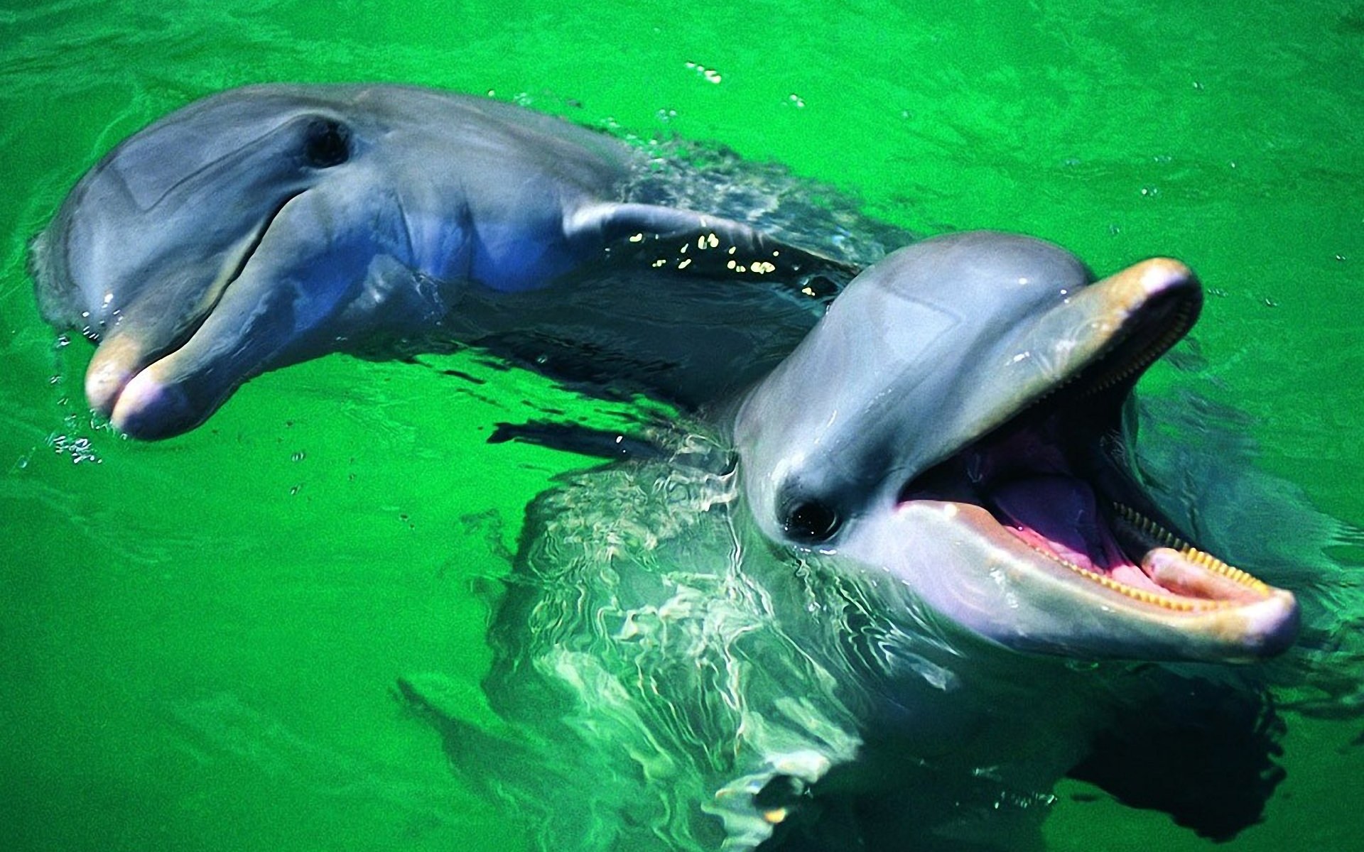 Песню умирающий дельфин. Дельфины. Красивые дельфины. Нос дельфина.